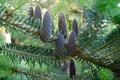 صنوبر قفقازی همیشه سبز